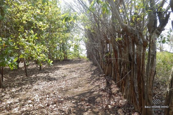 Image 3 from Dijual Tanah Pinggir Pantai Hak Milik di Pulau Mojo Sumbawa